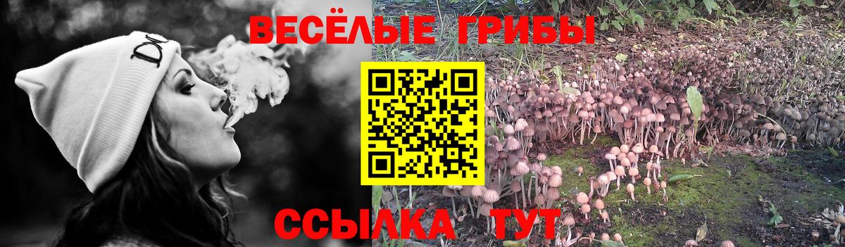 Псилоцибиновые грибы Psilocybe  Псилоцибиновые грибы мицелий  Вход с VPN  Зерноград 